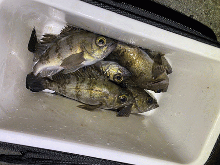 二見メバリング(2020-3)