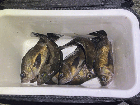 高砂メバリング(2020-5)