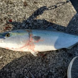 久々の青物ゲット!