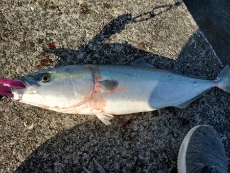 久々の青物ゲット！