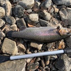 芥川管理釣り場