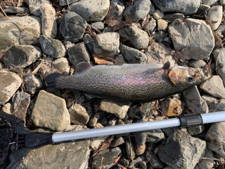 芥川管理釣り場