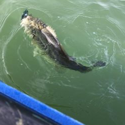 エレキボートで