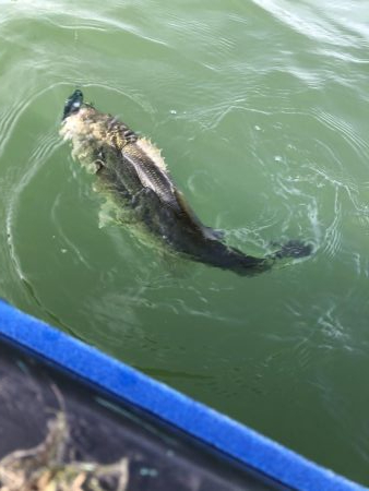 エレキボートで