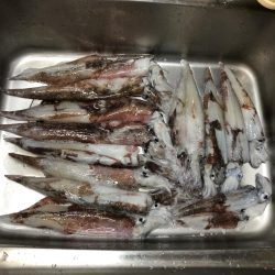 ヤリイカエギング