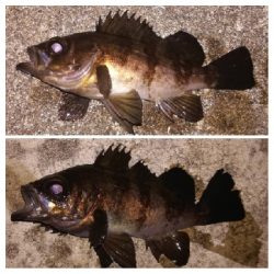 メバリング1805〜1857