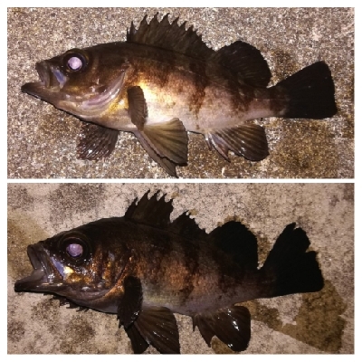 メバリング1805〜1857