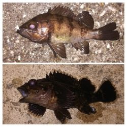 メバリング1805〜1850