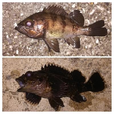 メバリング1805〜1850