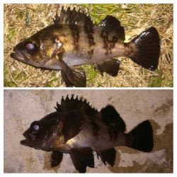 メバリング1810〜1854