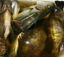 メバルプラッギング