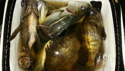 メバルプラッギング