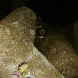 チョイ渋メバルプラッギング