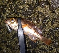 好調!ライトゲーム