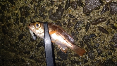 好調!ライトゲーム