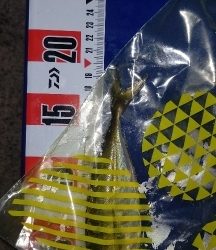 メバルは釣れます