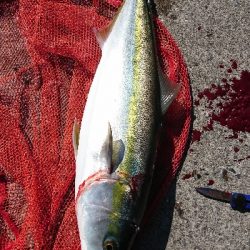 デイ尺アジ&ブリ