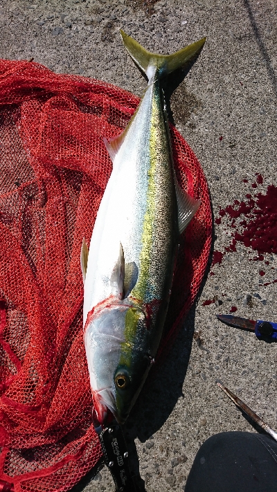 デイ尺アジ&ブリ