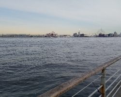 サビキでサクっと