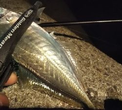 釣れない時期の釣り方