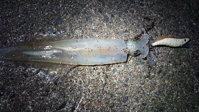 仕事終わりヤリイカ狙い