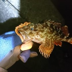 癒しのガッシー