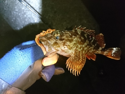 癒しのガッシー