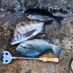 寒グレ&寒チヌ   フカセ釣り