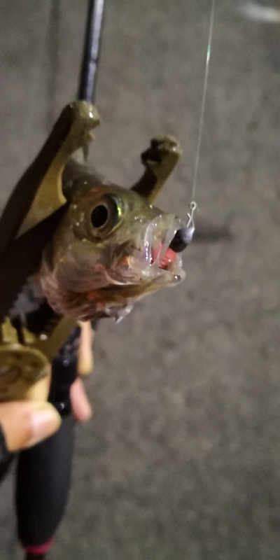 アジング練習 104