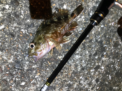 newロッドテスト釣行