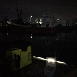 まだ、ヒイカ釣れますね(^^)