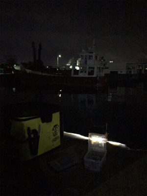 まだ、ヒイカ釣れますね(^^)