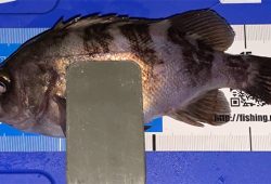 ポツポツ　ポロリ