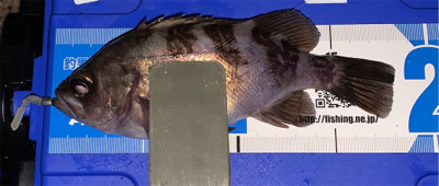 ポツポツ　ポロリ