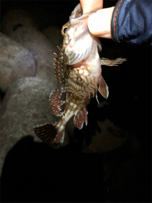 初ポイントでガシラ爆釣！