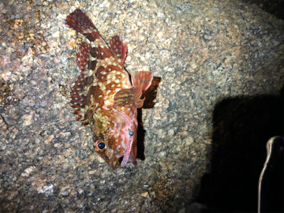 メバルを求めて