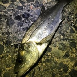 メバルはまだダメ？