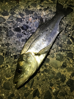 メバルはまだダメ？