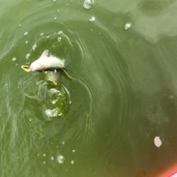 服部緑地 トラウト 月曜日 午前