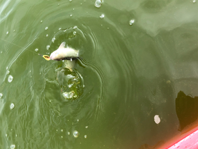 服部緑地 トラウト 月曜日 午前