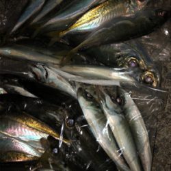 1年ぶりの淡路アジング☆GUNNING-STYLE