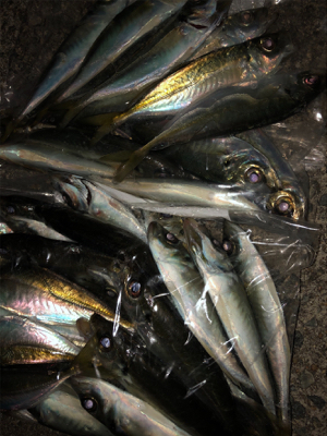 1年ぶりの淡路アジング☆GUNNING-STYLE