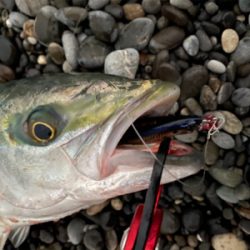 朝マズメの30分で