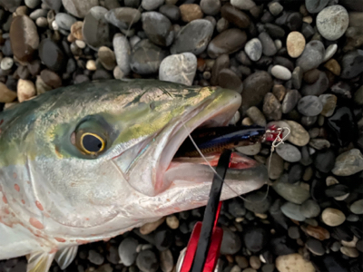 朝マズメの30分で