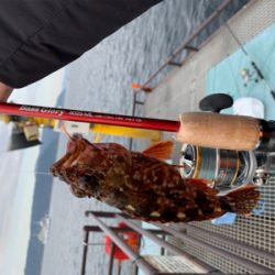 ヒラスズキと色々