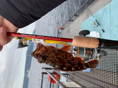 ヒラスズキと色々