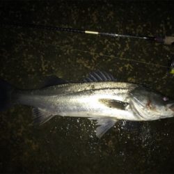 なんとか釣れた〜