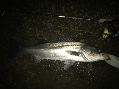 なんとか釣れた〜