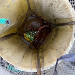 明石　　タコ釣り