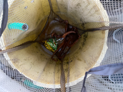 明石　　タコ釣り